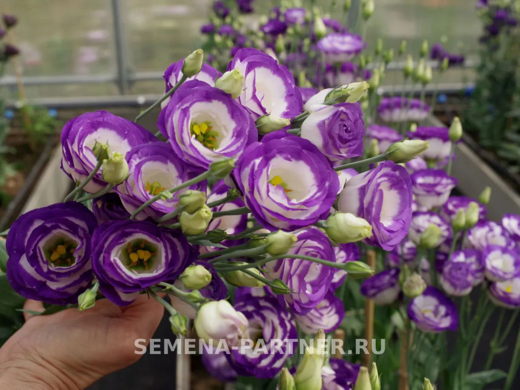 Эустома срезочная махровая голубая Принцесса Каролина - Партнер фото 7