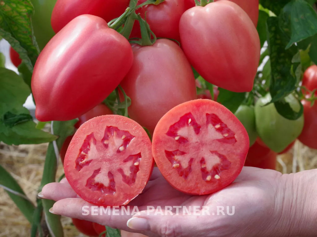 Томат Сулейман - Партнер фото 5