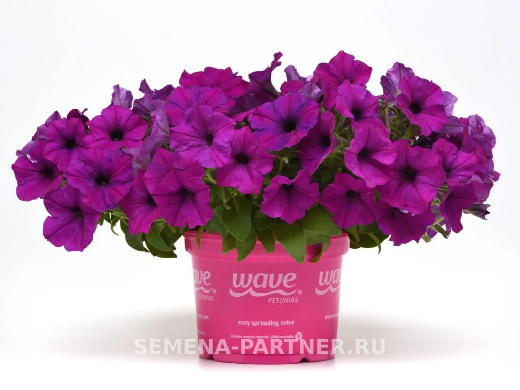 Петуния Изи Вэйв Виолет каскадно-ампельная - Партнер фото 5