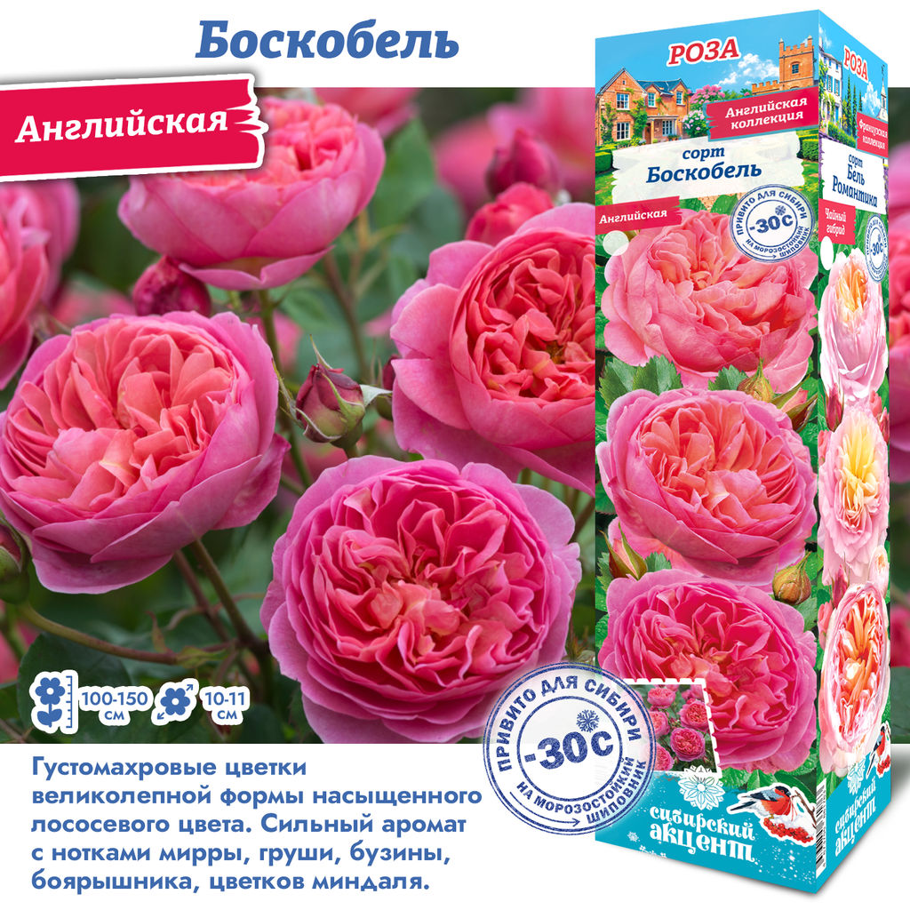Роза Боскобель (Английская) 1шт