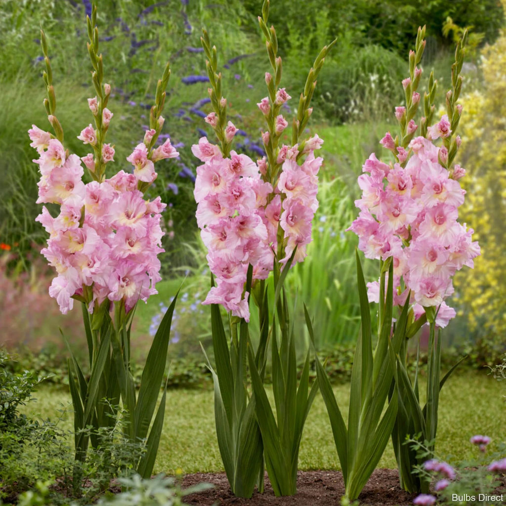 Гладиолус Magenta Princess / Vladivostok (Гофрированный) - Голландские луковицы фото 2