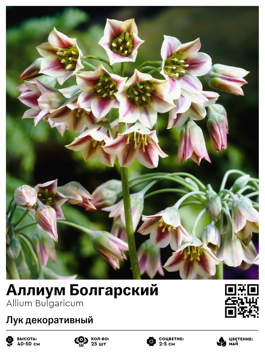 Аллиум Bulgaricum (Лук декоративный) - Голландские луковицы фото 2
