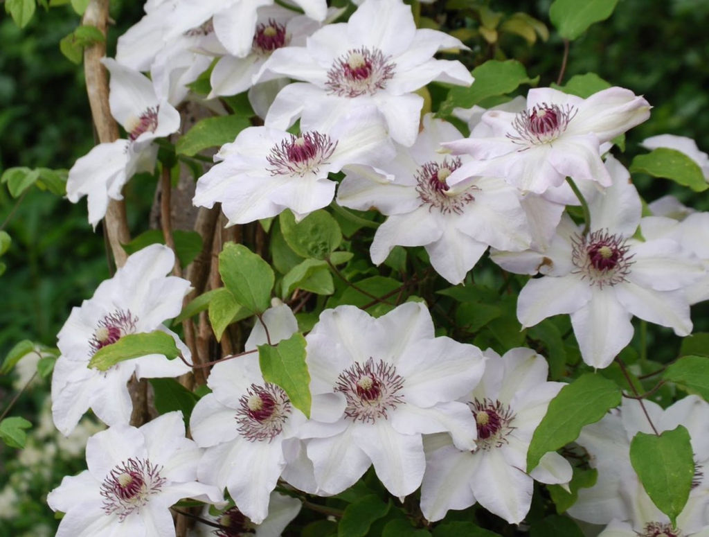 КЛЕМАТИС Мисс Бейтман Разбор I Кол-во упак., шт 2