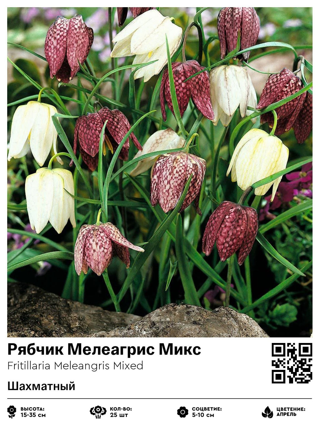 Рябчик Meleangris mixed (Шахматный) - Голландские луковицы фото 2