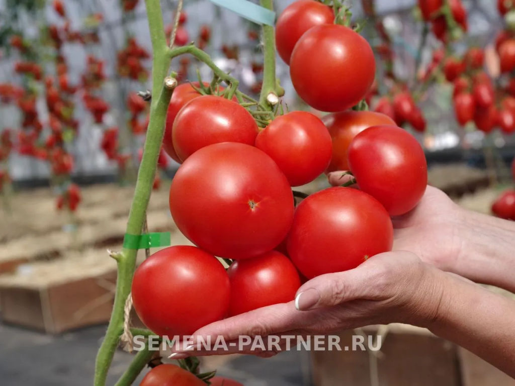 Томат Джаз - Партнер фото 3