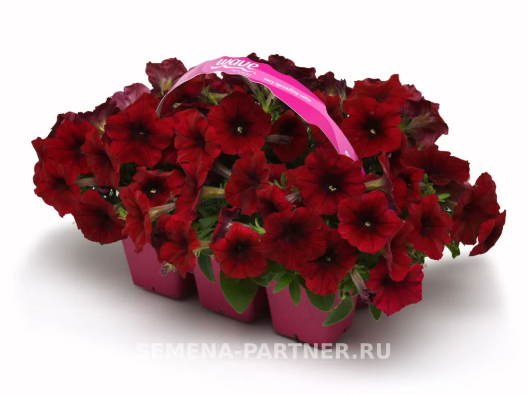 Петуния Изи Вэйв Ред Велюр каскадно-ампельная - Партнер фото 4
