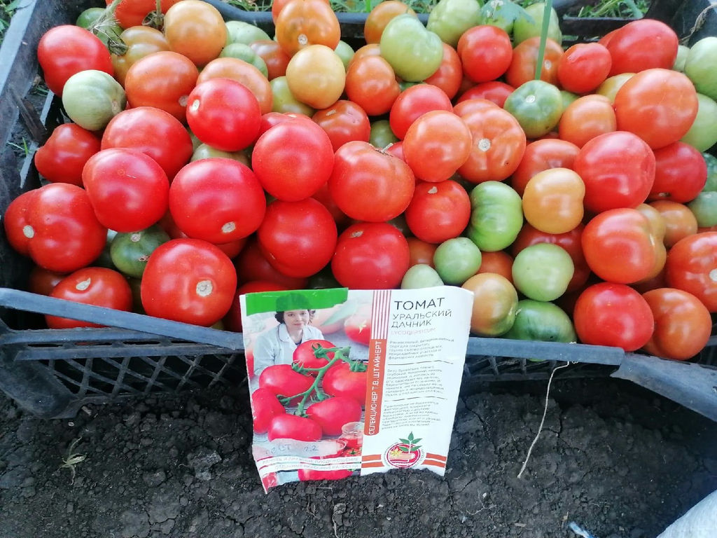 Томат УРАЛЬСКИЙ ДАЧНИК коллекция Татьяны Штайнерт Авторская селекция  фото 2