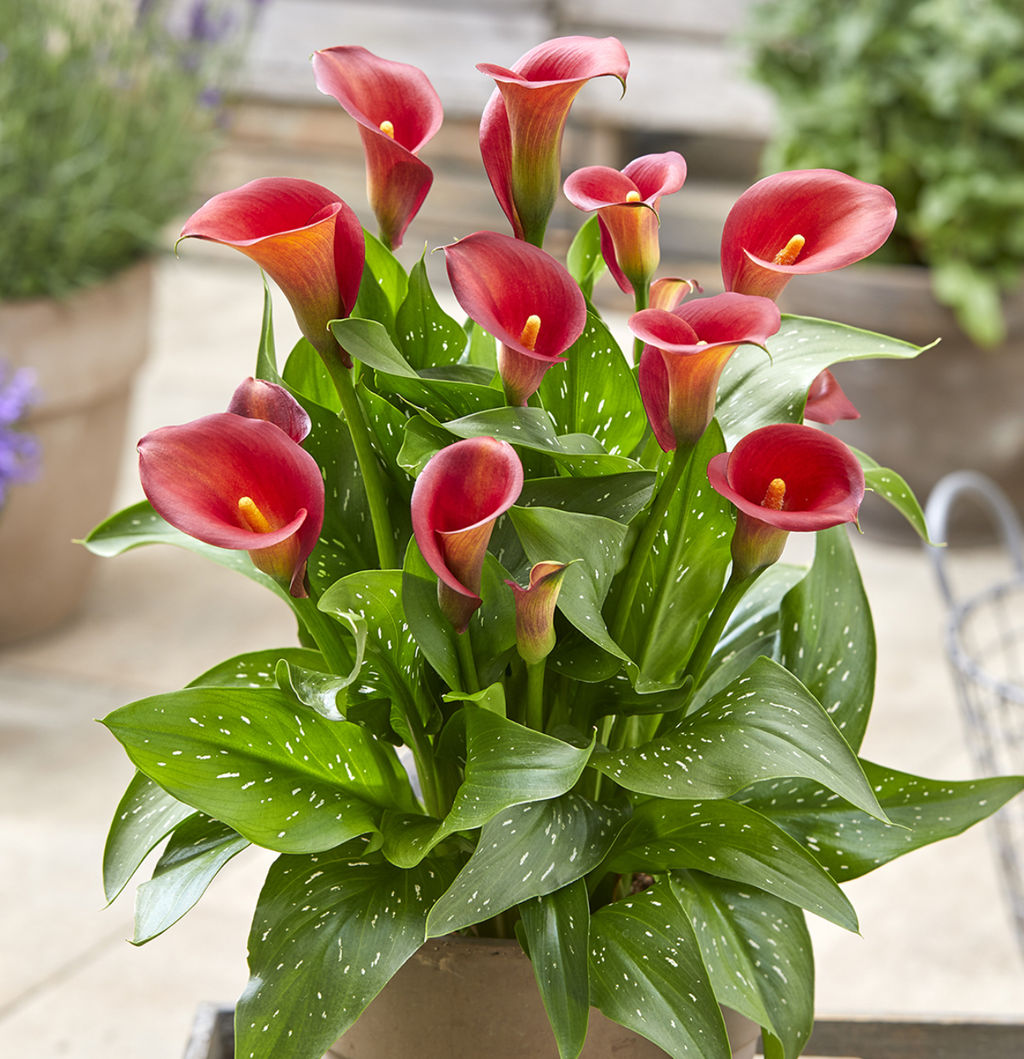 КАЛЛА Капитан Тусла Разбор 12/14 Кол-во упак., шт 2