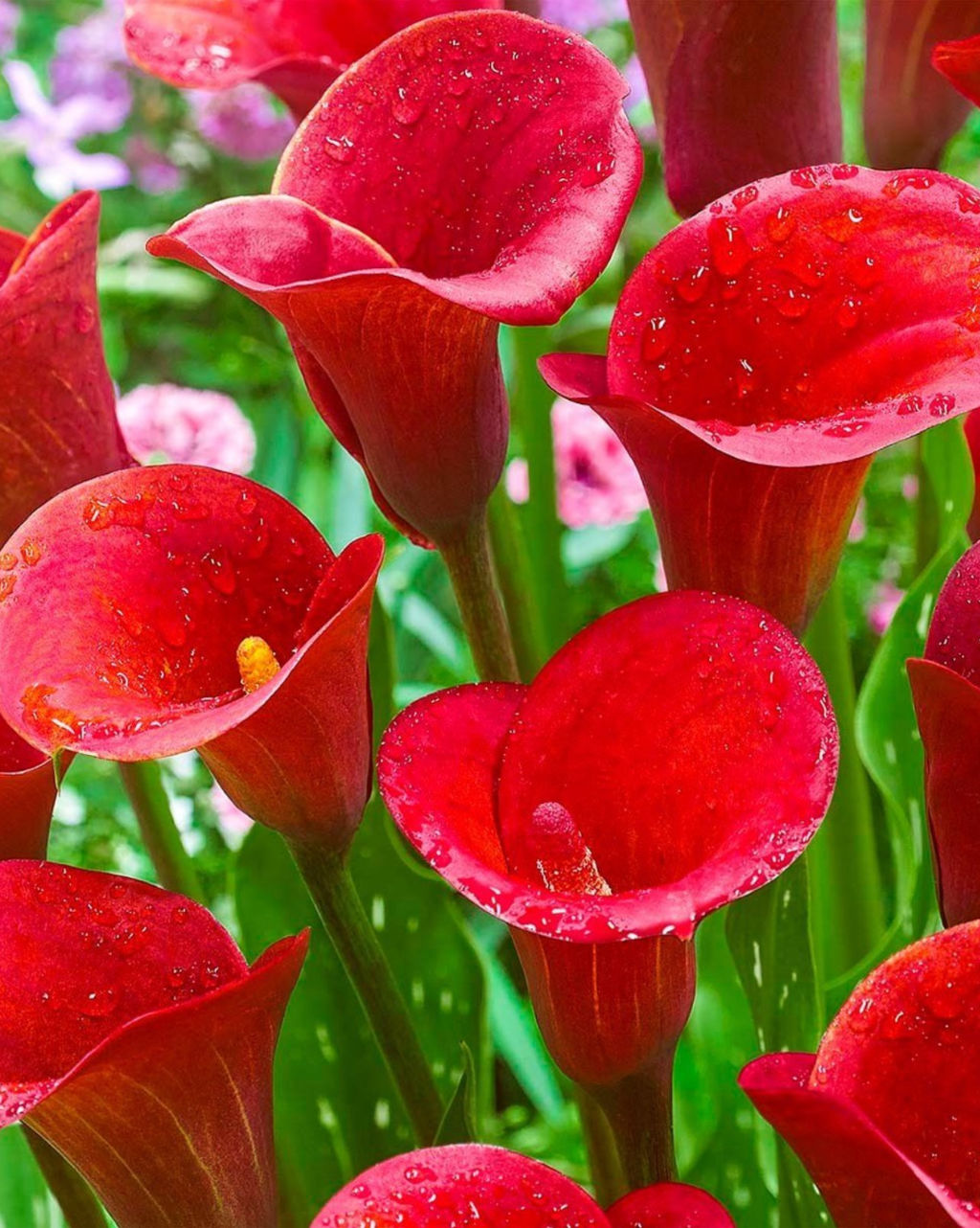 КАЛЛА Калифорния Рэд Разбор 12/14 Кол-во упак., шт 2