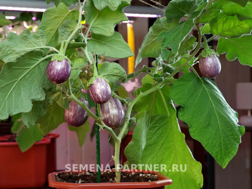 Баклажан Юнга - Партнер фото 4