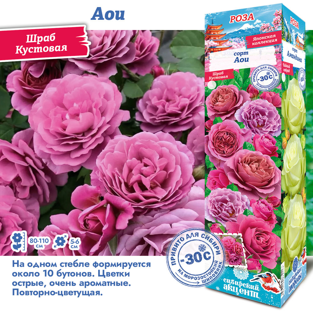 Роза Аои (Японская) 1шт