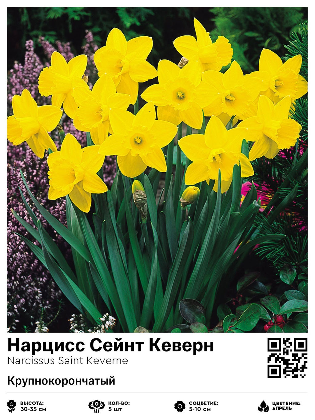 Нарцисс Saint Keverne (Крупнокорончатый) - Голландские луковицы фото 2