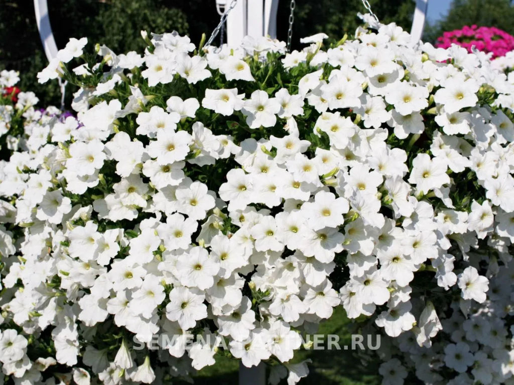 Петуния Зацветёт Long Айс Квин многоцветковая ампельная - Партнер фото 5