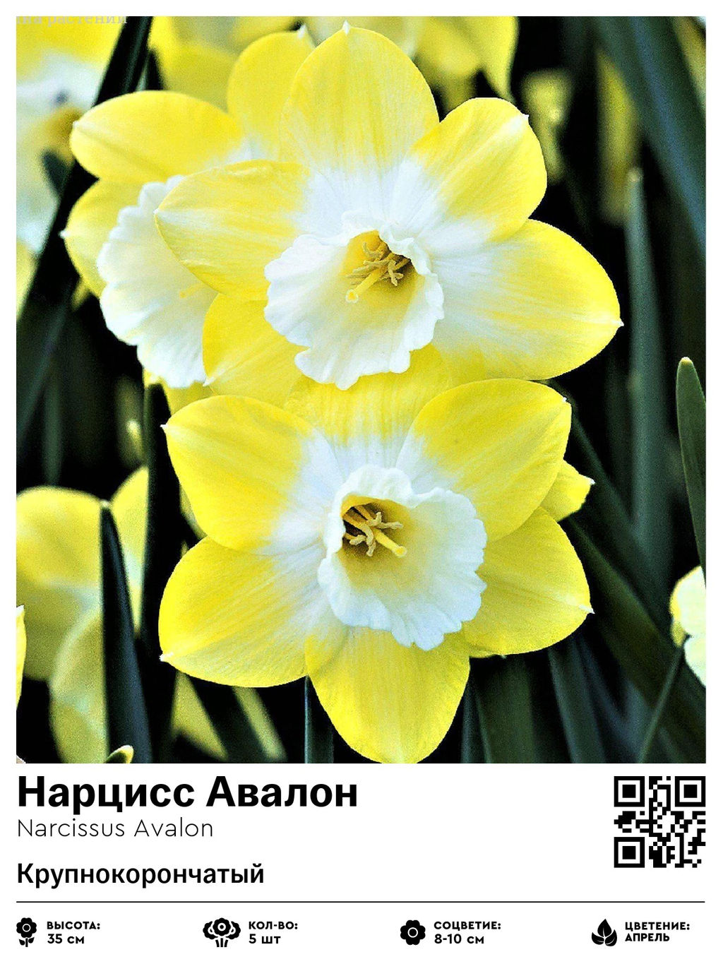 Нарцисс Avalon (Крупнокорончатый) - Голландские луковицы фото 2