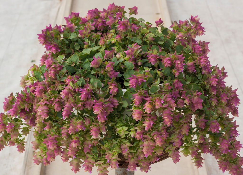 Орегано КИРИГАМИ Идеален для городской жизни! - Уральский дачник фото 2