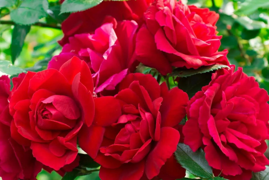 Роза Сантана