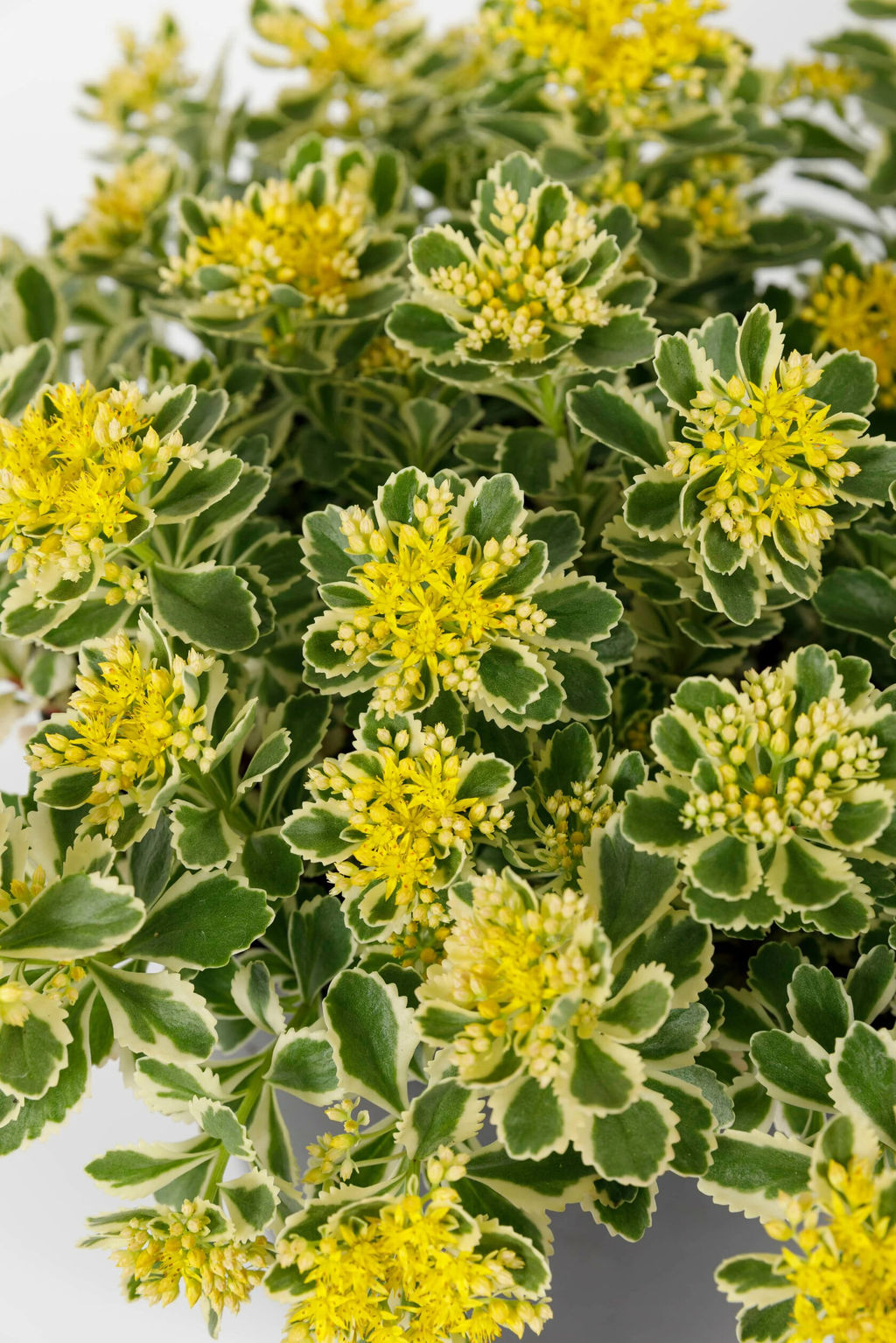 Седум Очиток Atlantis (Такесимский) - Голландские луковицы фото 2