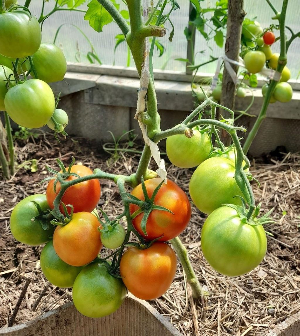 Томат СНЕЖАНА Сибирская селекция! Очень обильный сорт! Дружная отдача урожая! - Уральский дачник фото 2