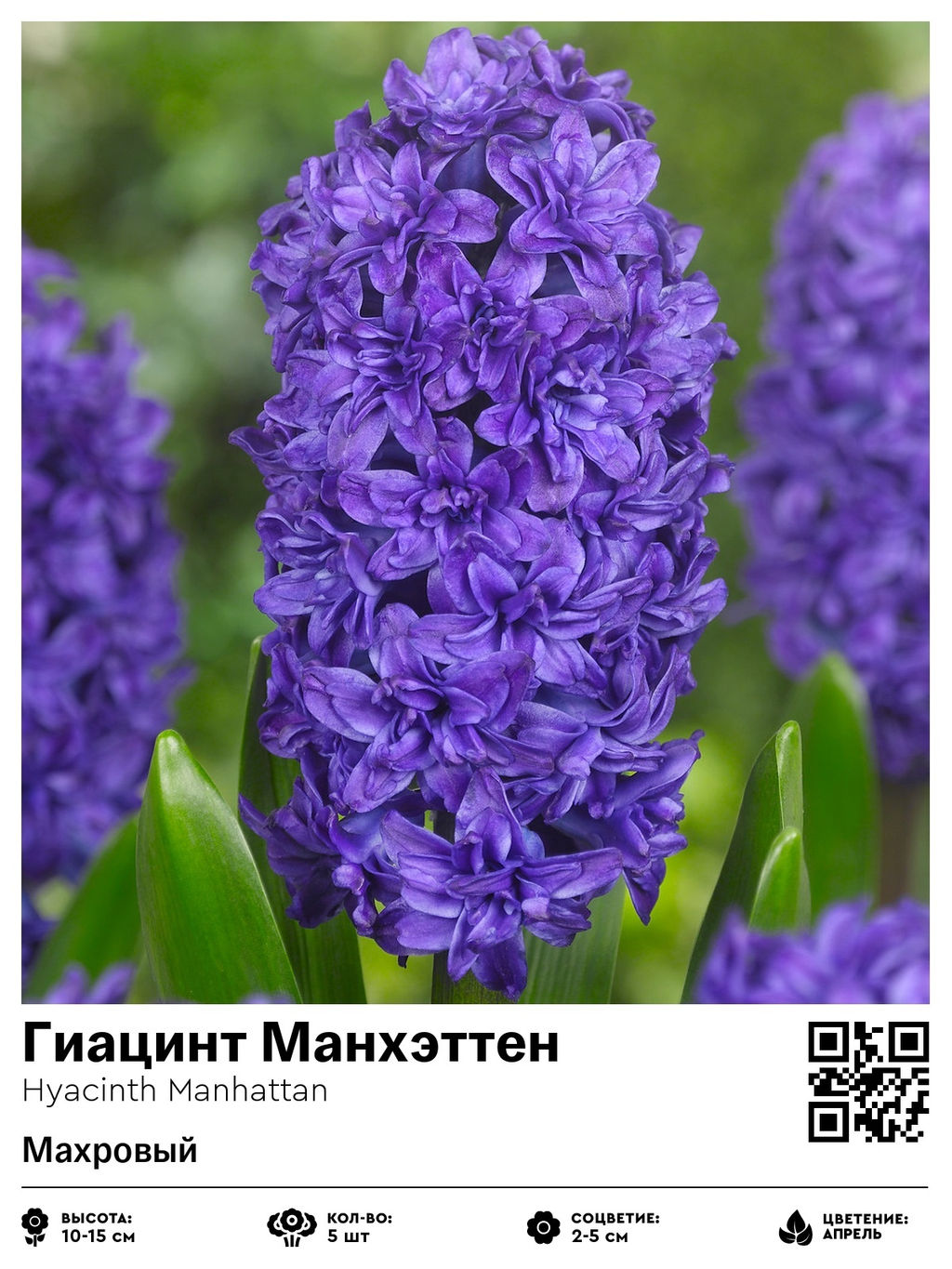 Гиацинт Манхэттен (Махровый)