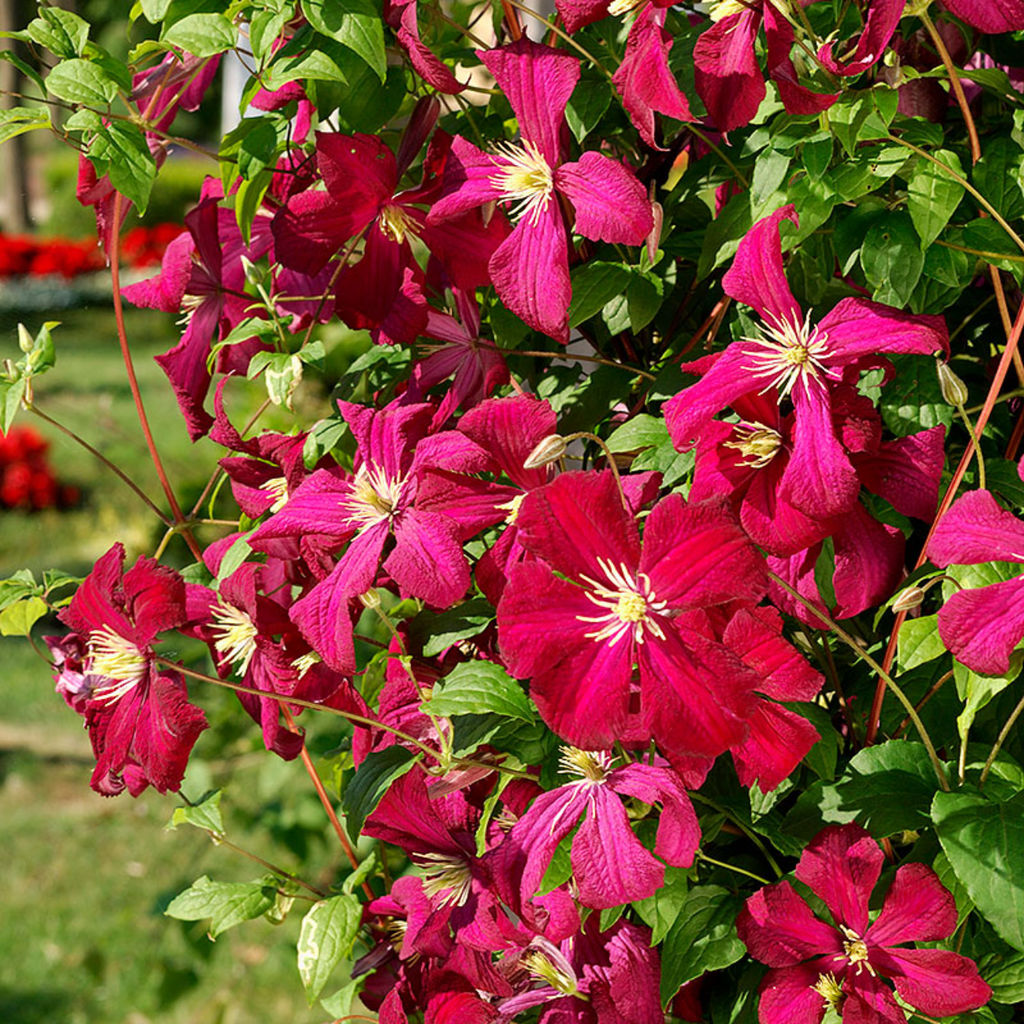 КЛЕМАТИС Мадам Джулия Корревон Разбор I Кол-во упак., шт 2