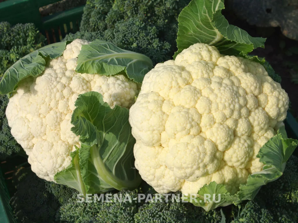 Капуста цветная Уайт Эксел - Партнер фото 4