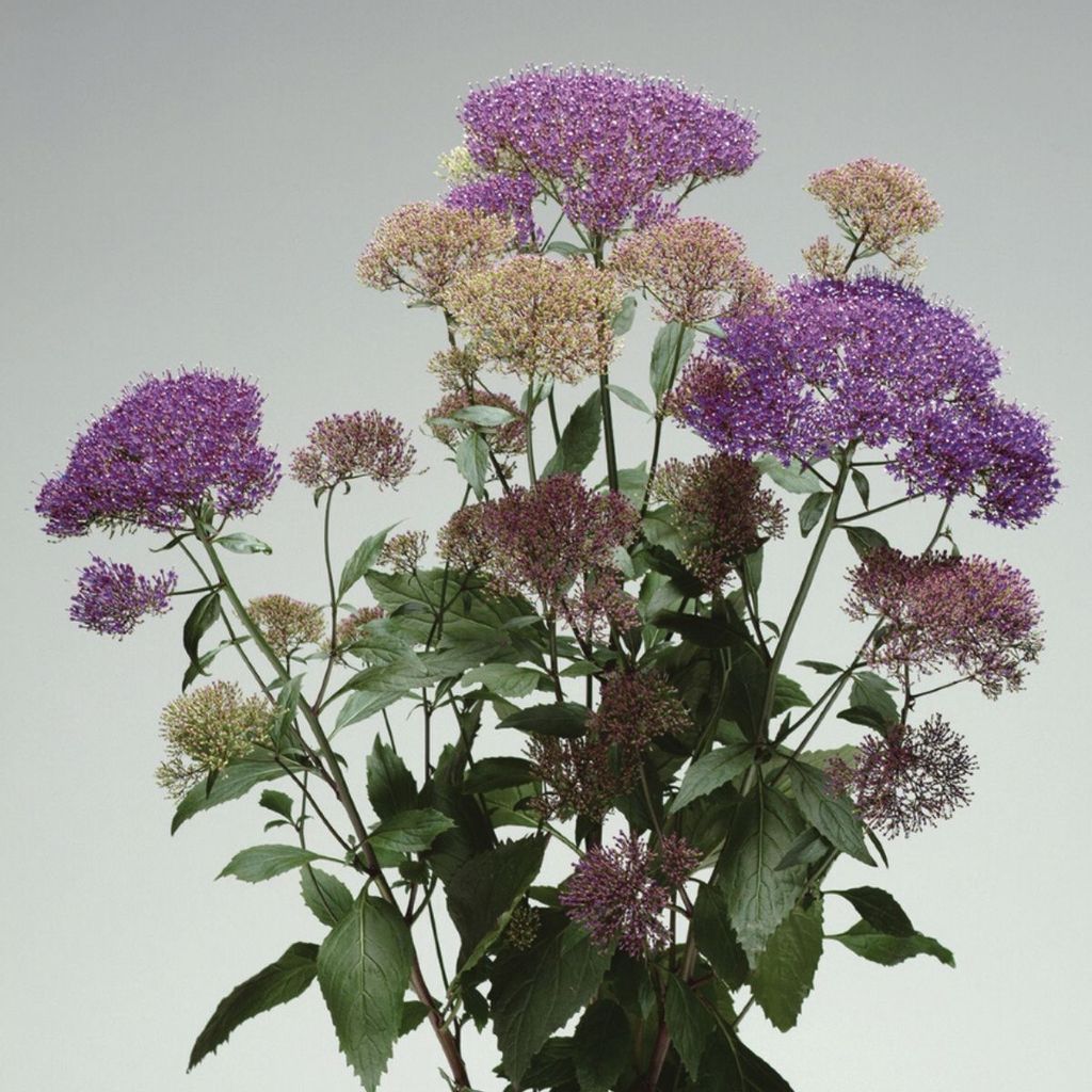 Трахелиум фиолетовый (10 семян)