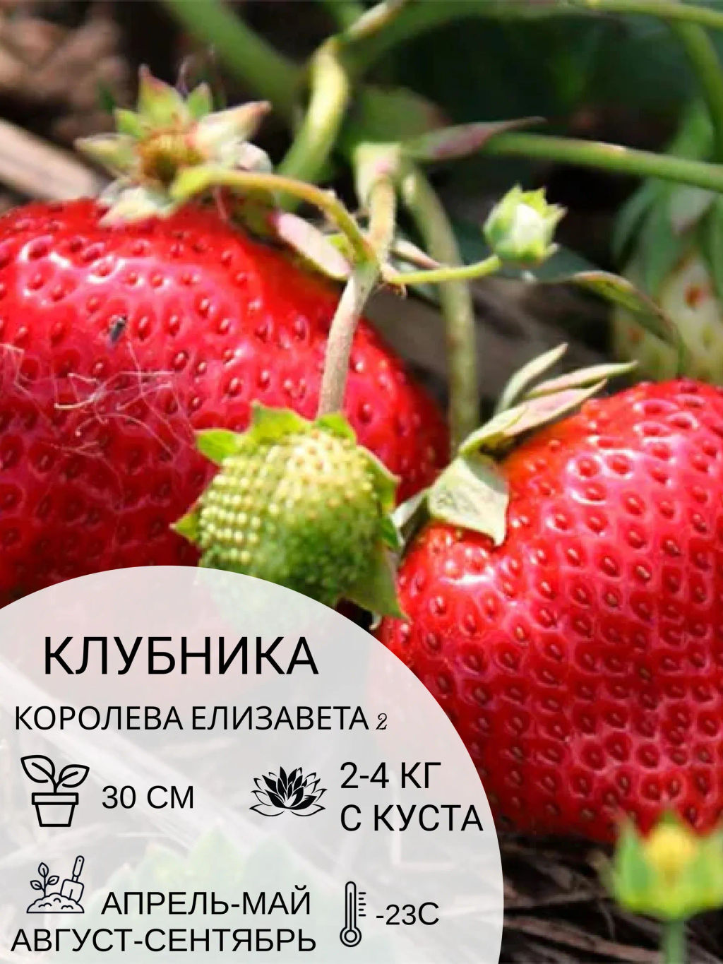 Клубника Королева Елизавета 2 - Наша дача фото 2