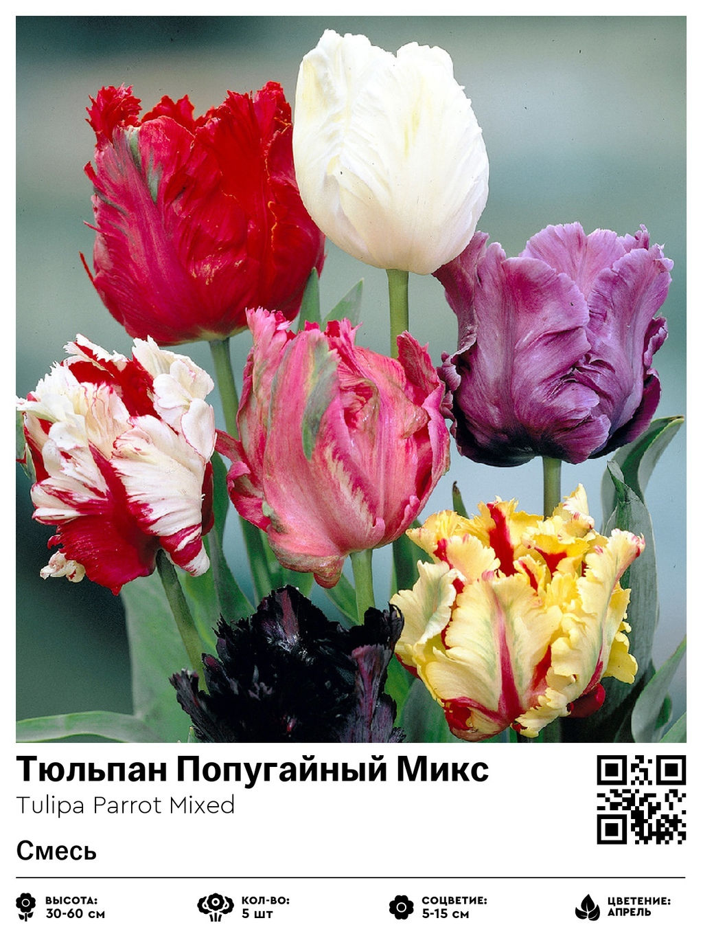 Тюльпан Parrot Mixed (Попугайный) - Голландские луковицы фото 2