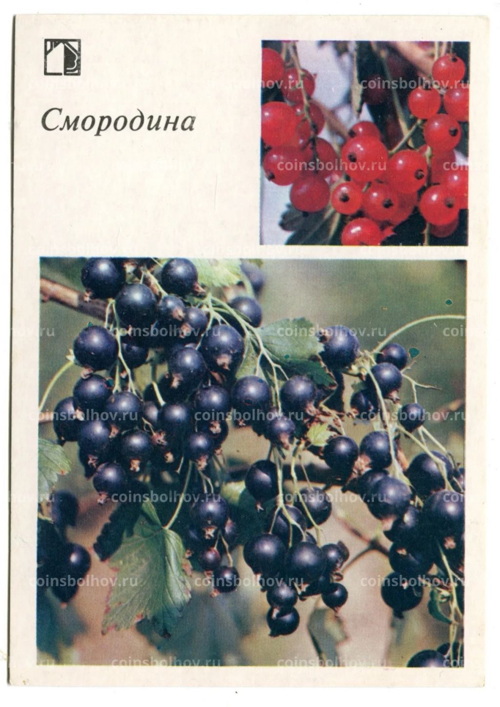 Открытка Смородина