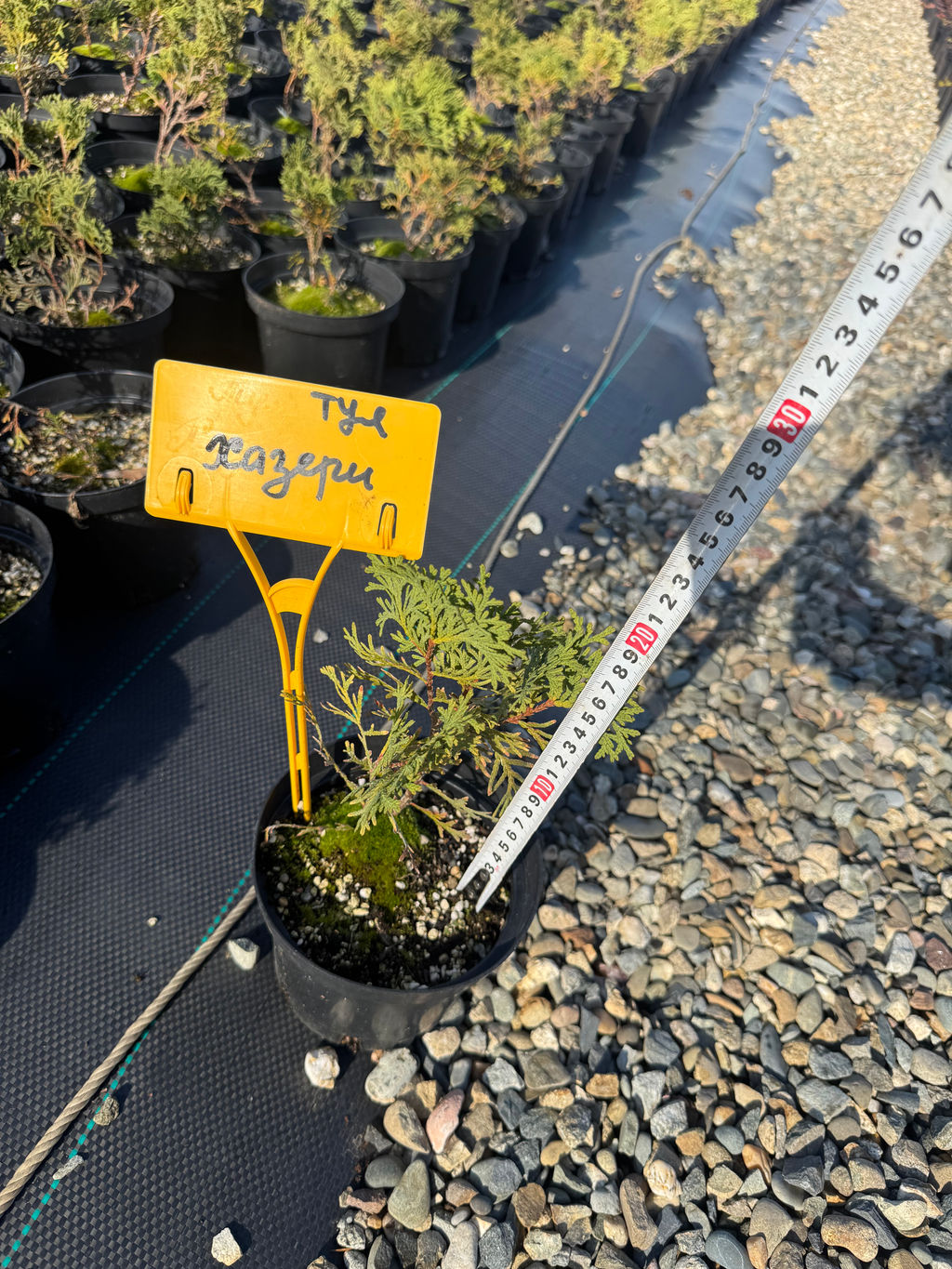 Туя западная Park Rose Хозери С1,5