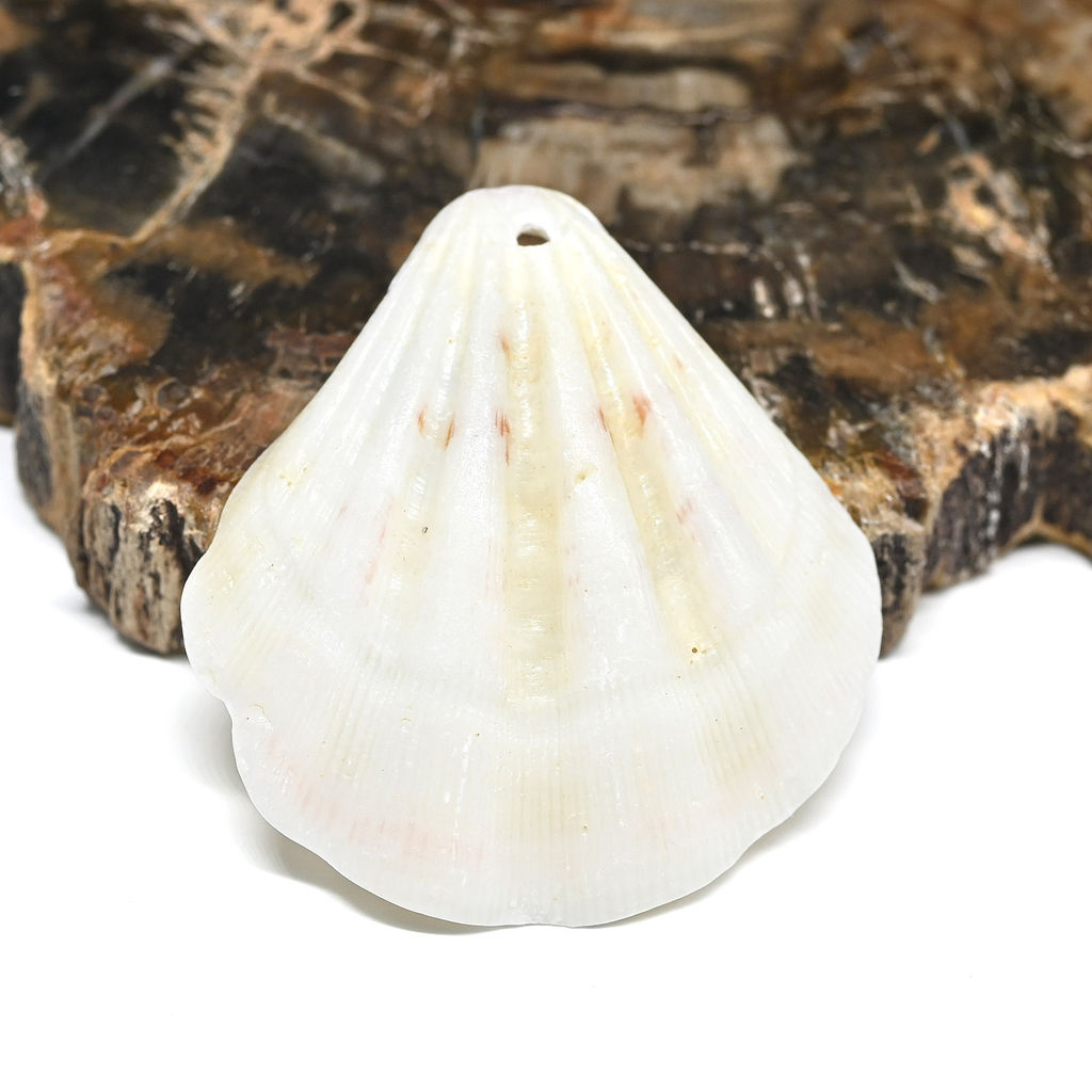 Ракушка морской гребешок в натуральном цвете 30*35мм, 5 ракушек Радуга камня