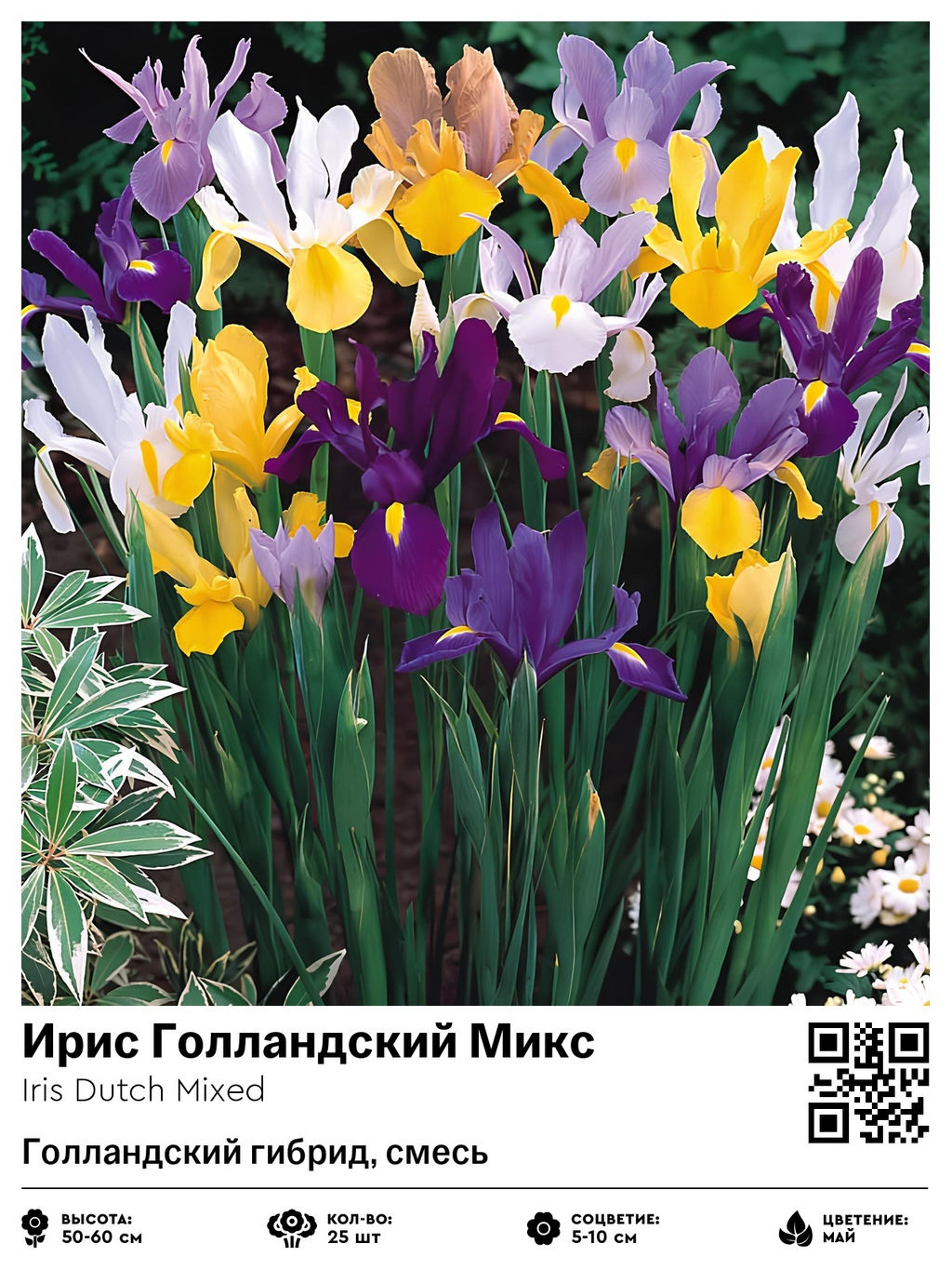 Ирис Dutch Mixed (Голландский гибрид) - Голландские луковицы фото 2