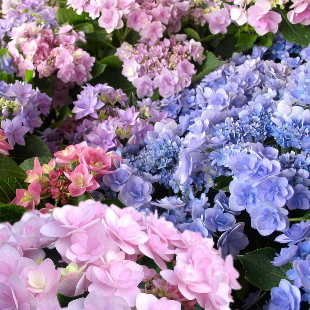 Гортензия крупнолистная Ю энд Ми Форевер