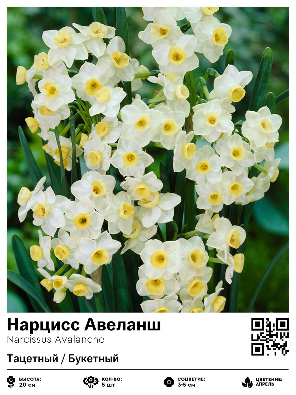 Нарцисс Avalanche (Тацетный / Букетный) - Голландские луковицы фото 2