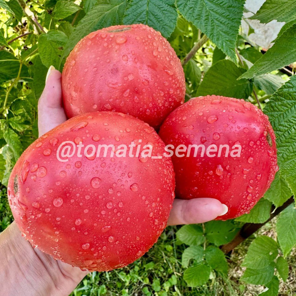 Сердце любимого