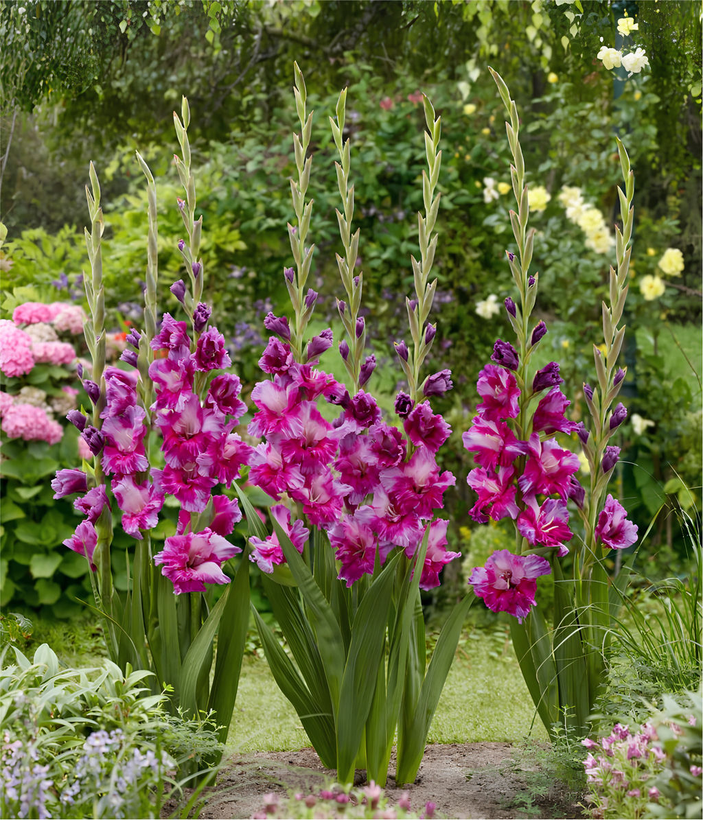 Гладиолус Purple Art - Голландские луковицы фото 2