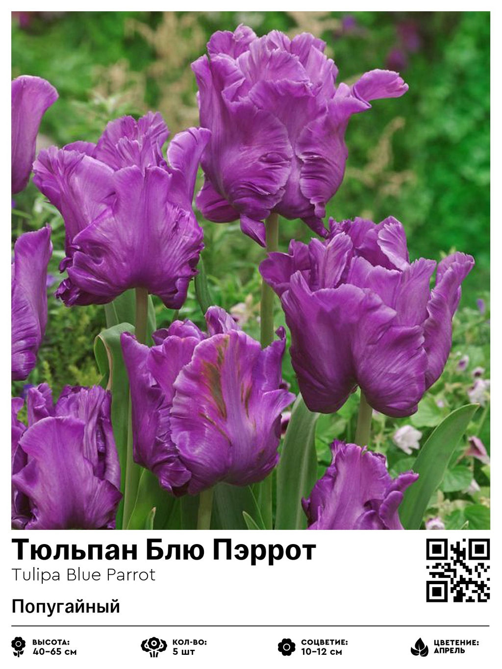 Тюльпан Blue Parrot (Попугайный) - Голландские луковицы фото 4