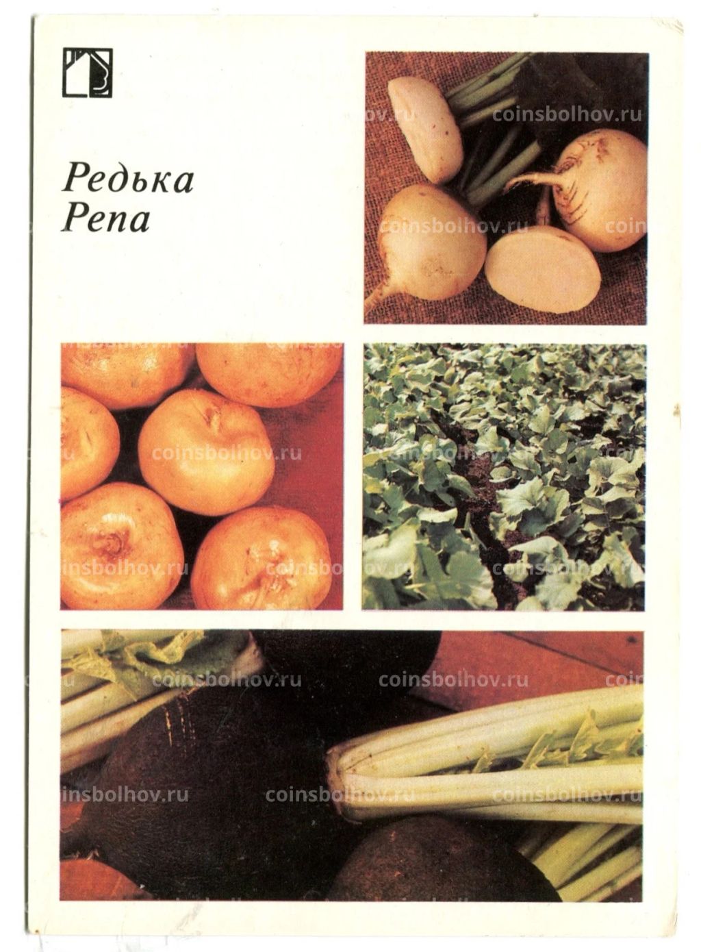 Открытка Редька.Репа