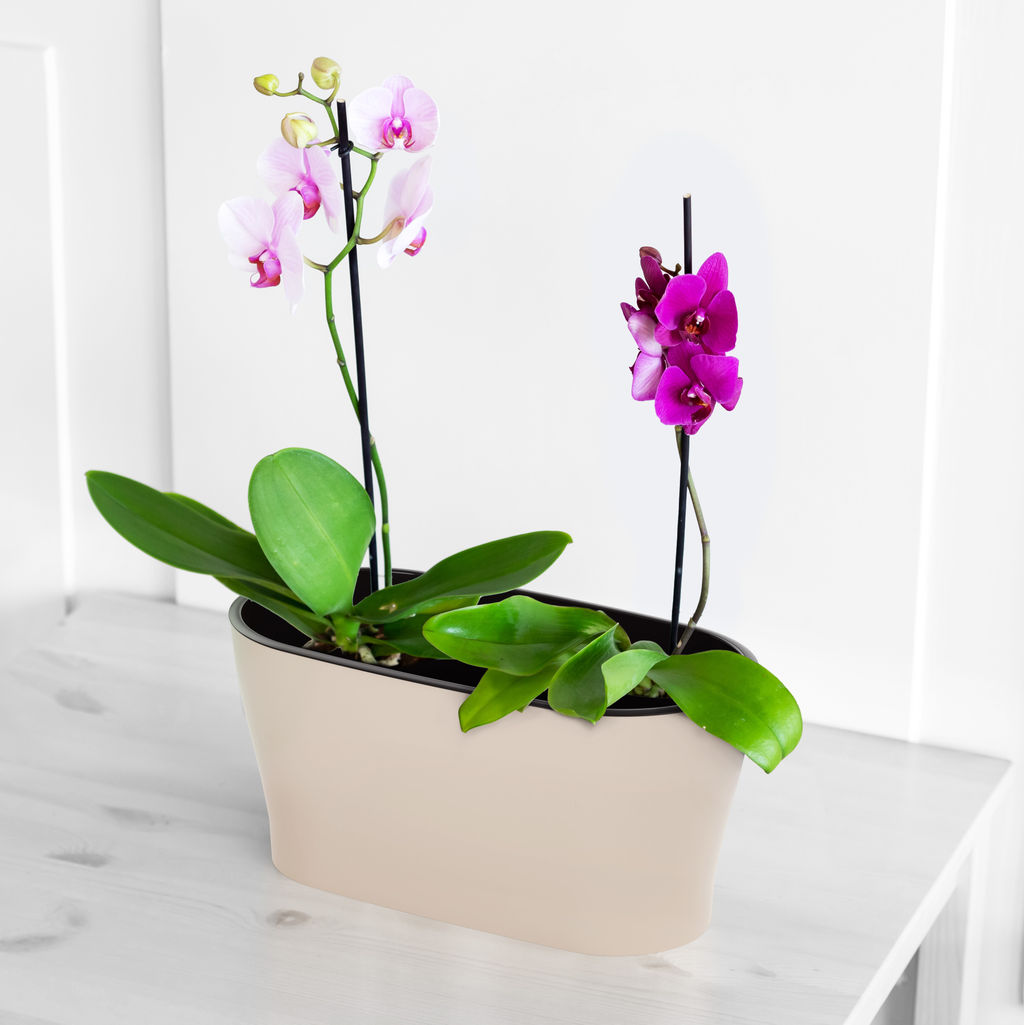 Горшок цветочный Лея 4л овальный двойной (с автополивом) (бежевый) М8590 - Альтернатива фото 7