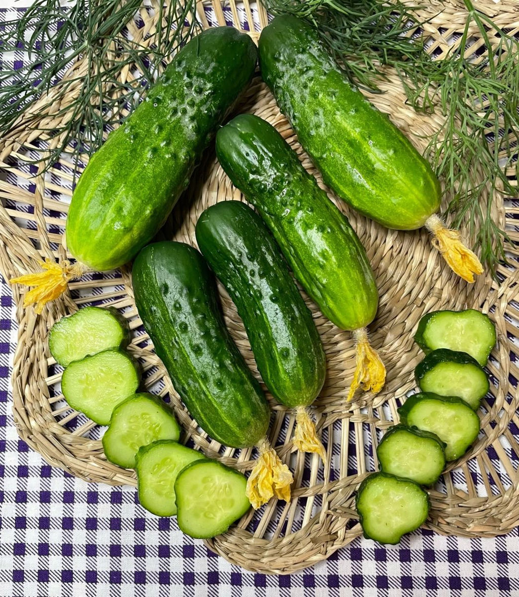 Огурец КОМАРИК F1 коллекция Татьяны Штайнерт Авторская селекция - Уральский дачник фото 3