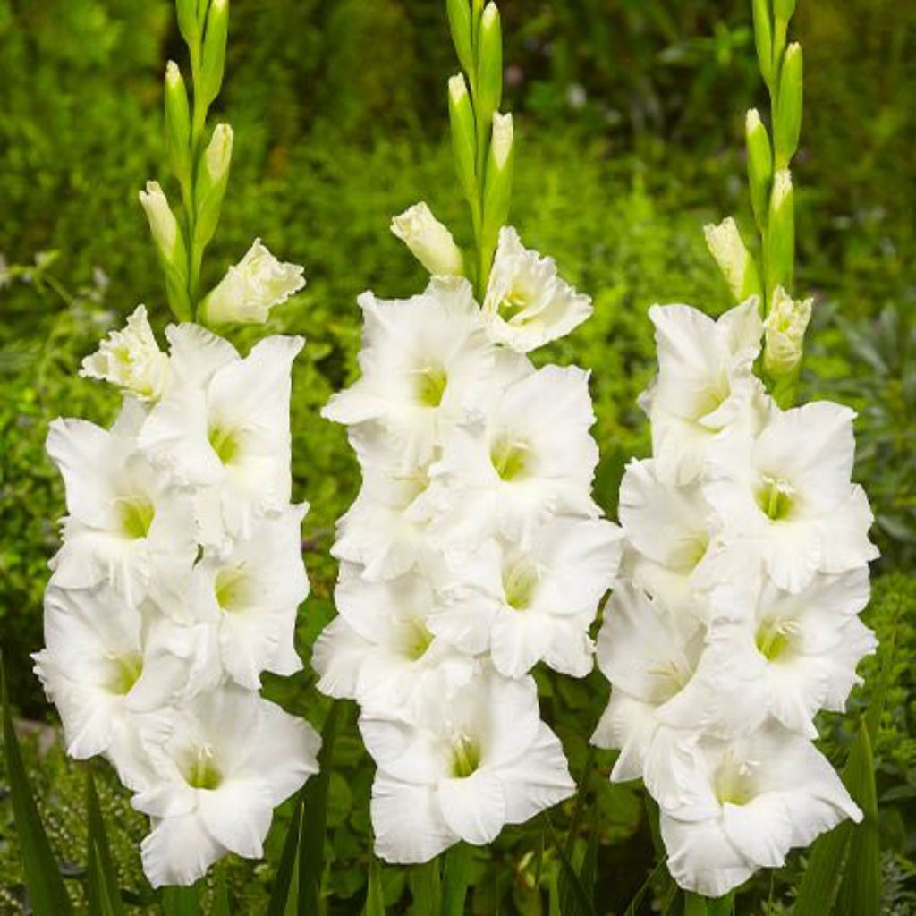 ГЛАДИОЛУС Софи Разбор 10/12 Кол-во упак., шт 8