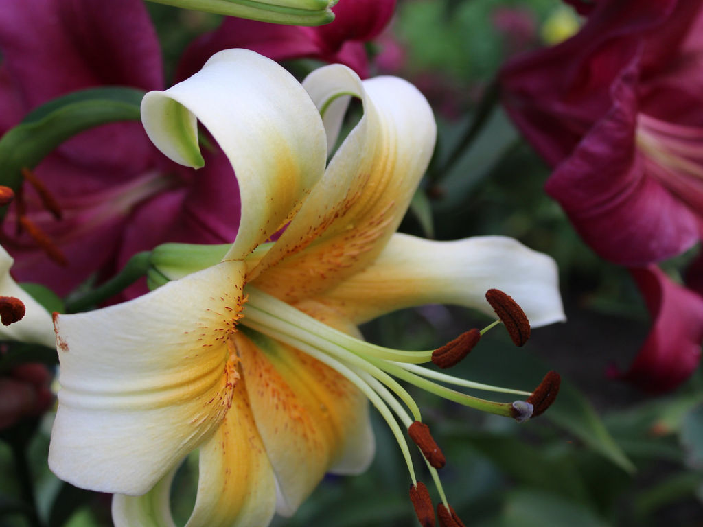 Лилия Мистер Фисташ - Долина роз фото 2