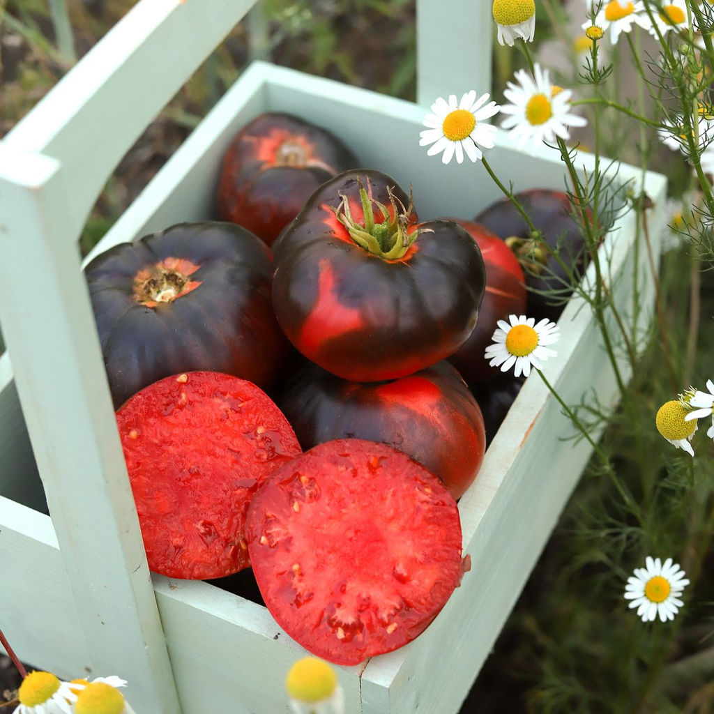 Томат ПУШКИН F1 Безумно красив! Мясистый, нежный, сладкий с фруктовыми нотками! - Уральский дачник фото 3