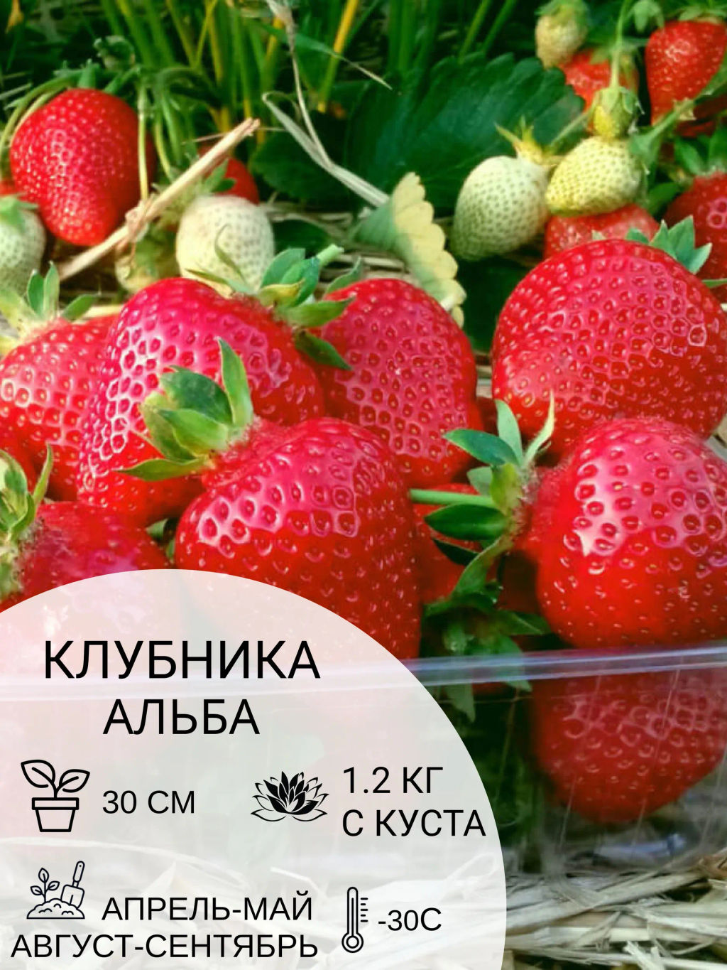 Клубника Альба