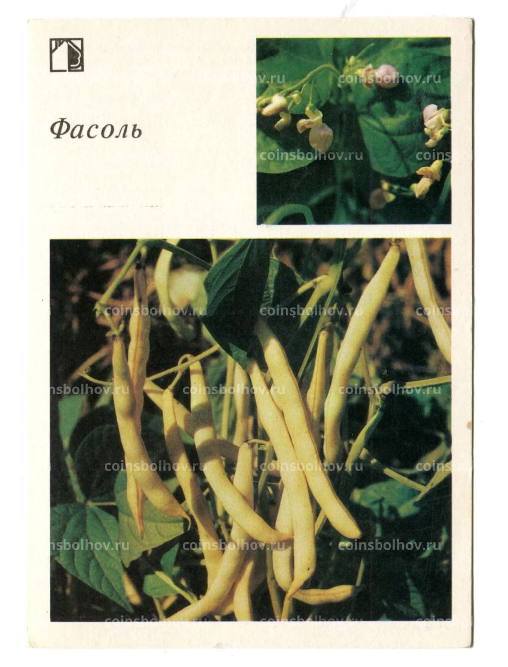 Открытка Фасоль