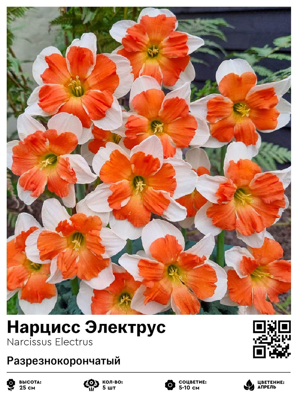 Нарцисс Electrus (Разрезнокорончатый) - Голландские луковицы фото 2