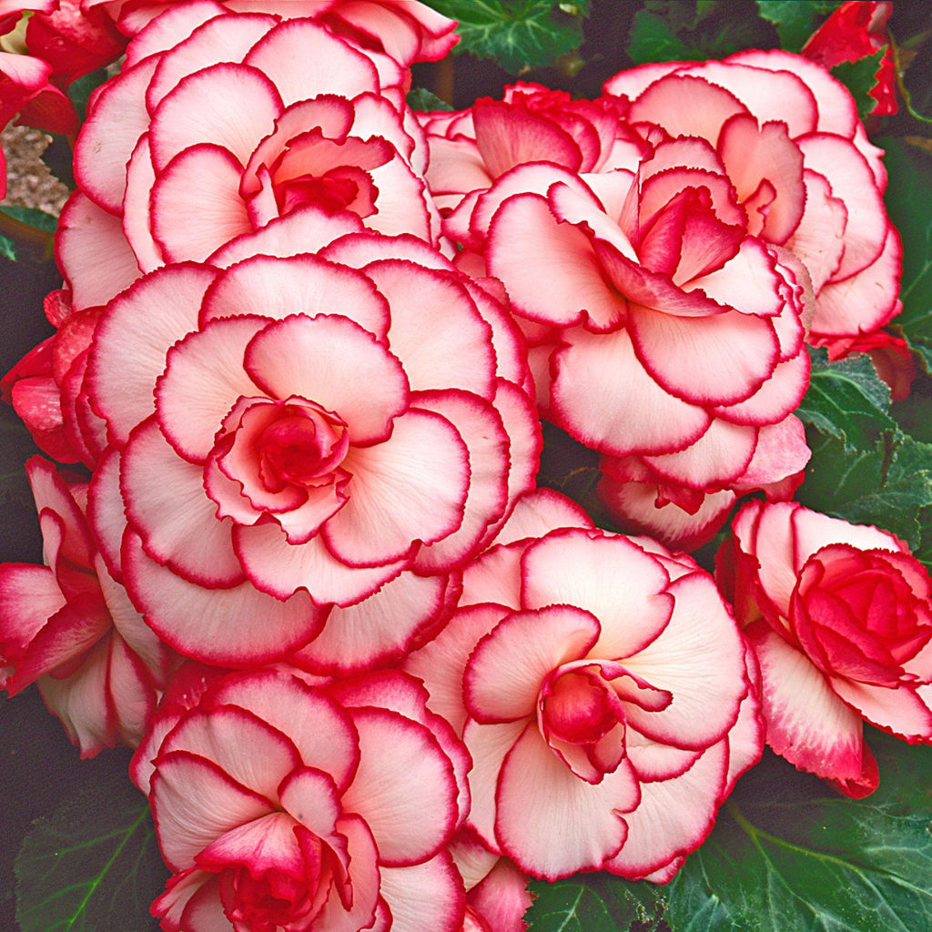 БЕГОНИЯ Пикоти Вайт/Рэд Разбор 5/6 Кол-во упак., шт 3