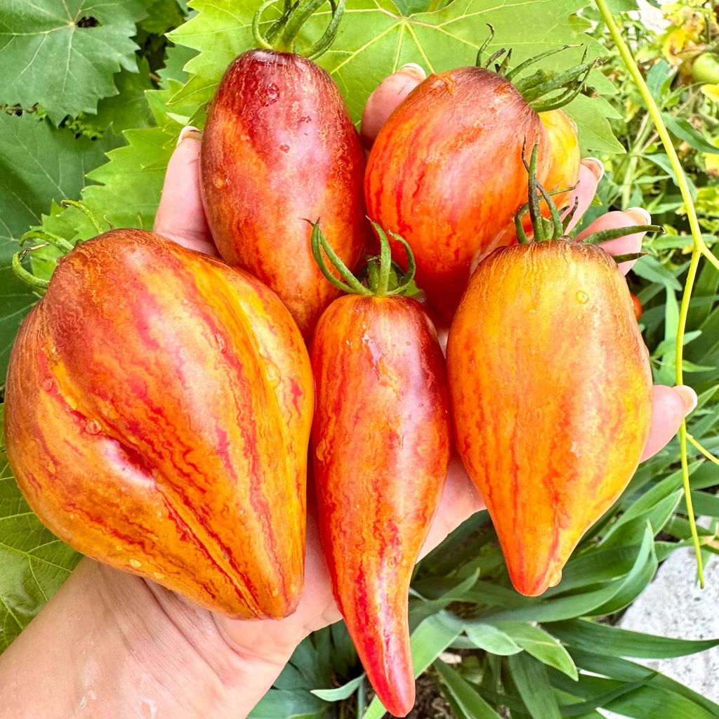 Сладкая карамель Софии НОВИНКА 2025 года!