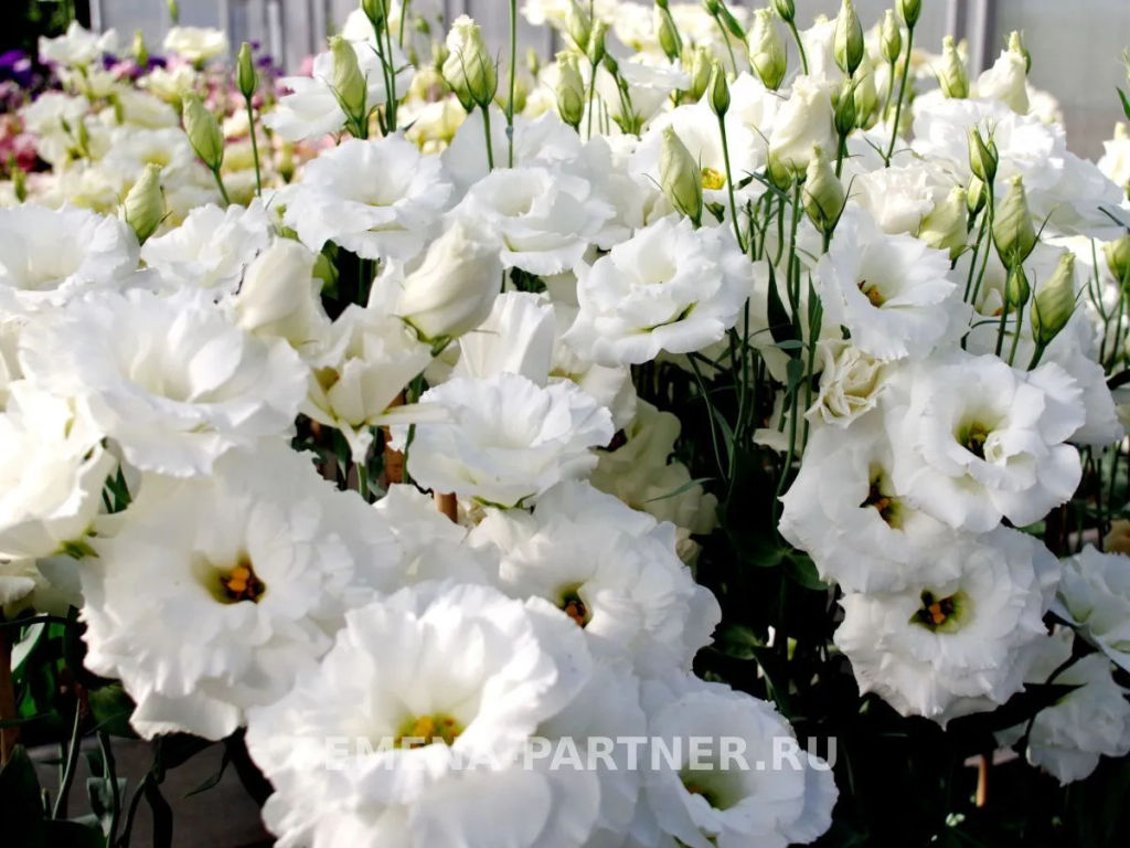 Эустома срезочная махровая молочно-белая Мадам Лорен - Партнер фото 6