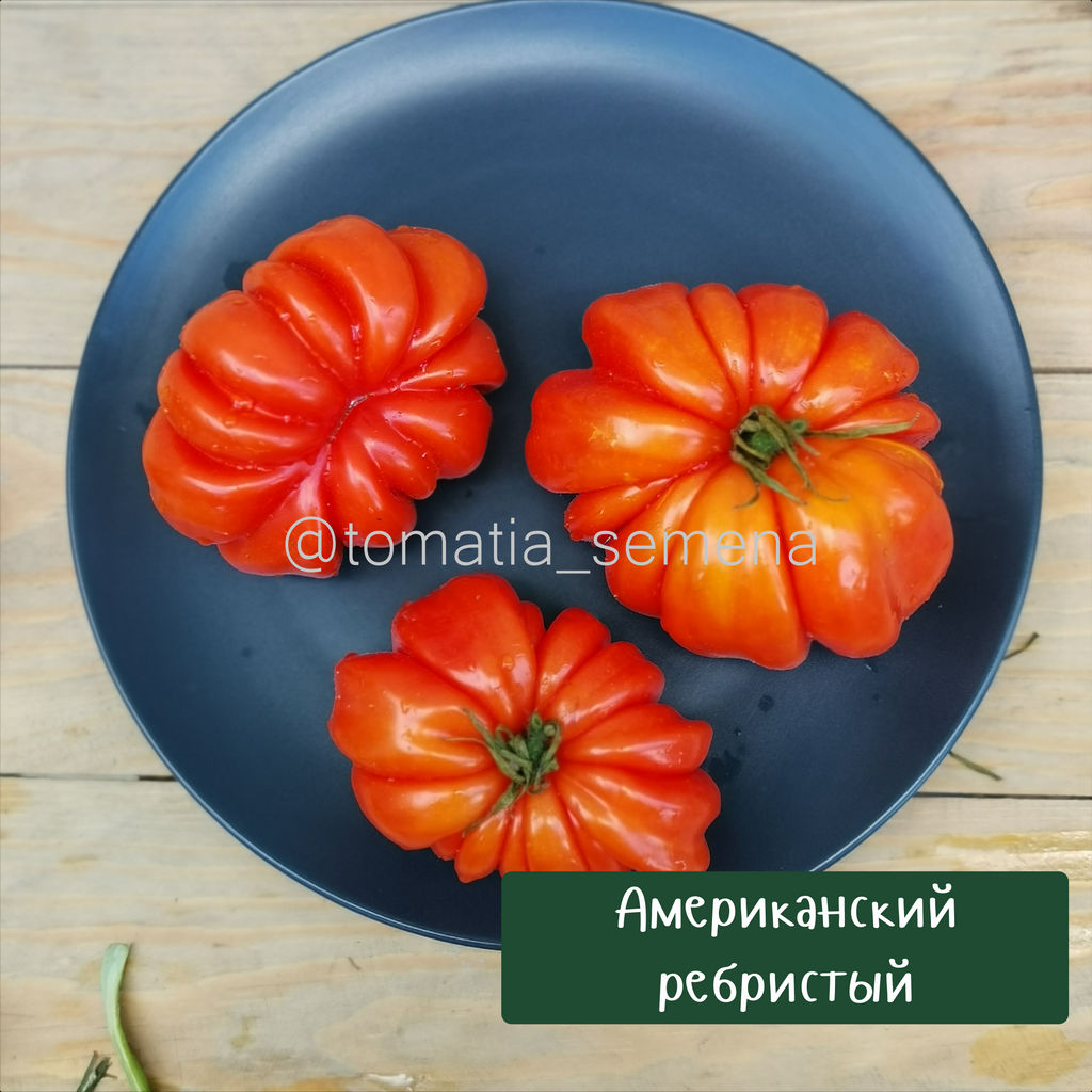 Американский ребристый - Tomatia фото 3